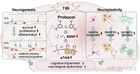 英国药理学：普罗布考治疗创伤性脑损伤，促进神经再生，改善小鼠功能缺陷 知乎