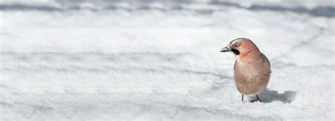 Primer Plano De Un Arrendajo Euroasi Tico Garrulus Glandarius En Un