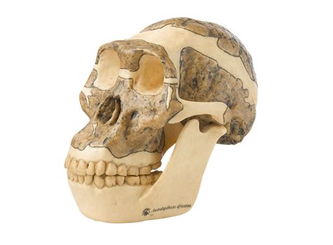 Reconstruction Of A Skull Of Australopithecus Africanus Adam Rouilly