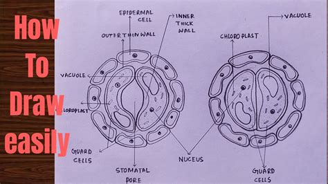 How To Draw Stomata Diagram Easily Step By Step Drawing Of Stomata Structure Youtube