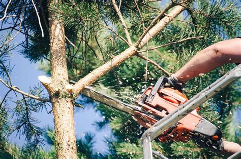 How To Cut Down A Tree Safely