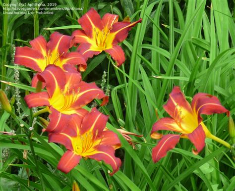 Plantfiles Pictures Daylily Autumn Red Hemerocallis By Badseed