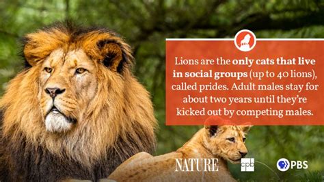 Lion Fact Sheet | Blog | Nature | PBS