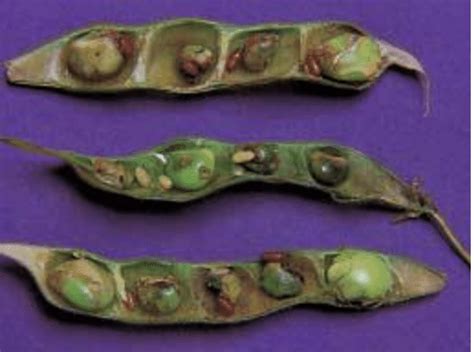 a. Larvae and puparia of pod fly in damaged pods b. Adult pod fly on ...