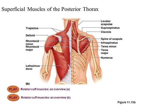 Posterior Thorax Diagram | Quizlet