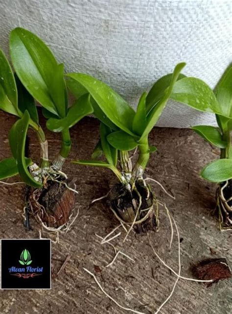 Seedling Anggrek Dendrobium Black Cat Lazada Indonesia