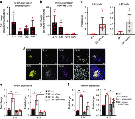 Co culture with macrophages increases IL1α and IL1β expression in