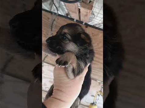 Rhea Caspie Pups 4 Weeks Dec 29 2023 YouTube