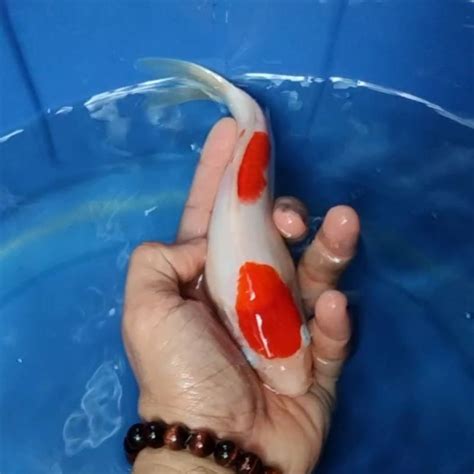 Jual Ikan Koi Blitar Jenis Kohaku Rumah Koi Jakarta Kode 0031