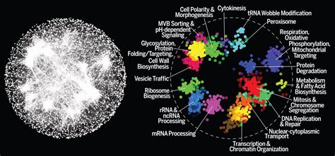 A Global Genetic Interaction Network Maps A Wiring Diagram Of Cellular