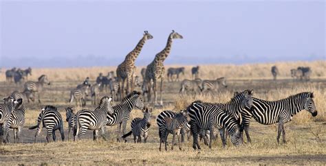 Katavi National Park Olsero Expedition