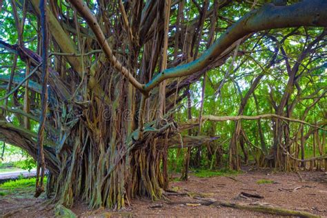 Beautiful Banyan Tree Stock Photo Image Of Leaves Blue 64739470