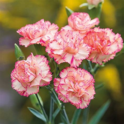 Carnation Plant At Best Price In Delhi Id 6018508 Greenium