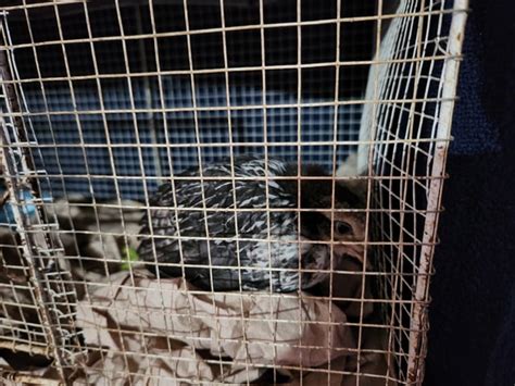 Adopted An Orphaned Chick Halp Rchickens