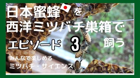 日本蜜蜂を西洋ミツバチ巣箱で飼育する方法。ミツバチ自身が巣板を掃除しリフォーム。その後巣箱内の環境衛生、スムシ対策を施します。みんなで楽しむミツバチ・サイエンス＃ミツバチ＃えひめai