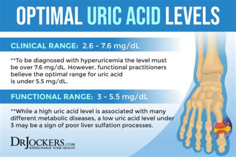 Uric Acid A Key Player In Cardio Brain And Metabolic Diseases