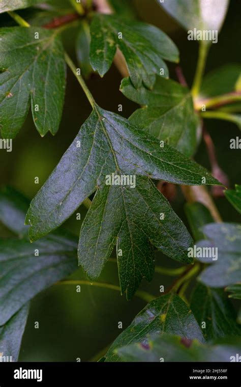 Crataegus Monogyna Leaf Stock Photo Alamy