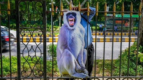 Langur Mimics To Cut Outs — Delhis Innovative Strategy To Scare Off