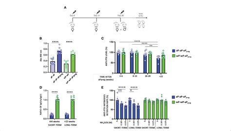 Humoral Immune Response In Mothers Primed With AP Or WP A Schematic