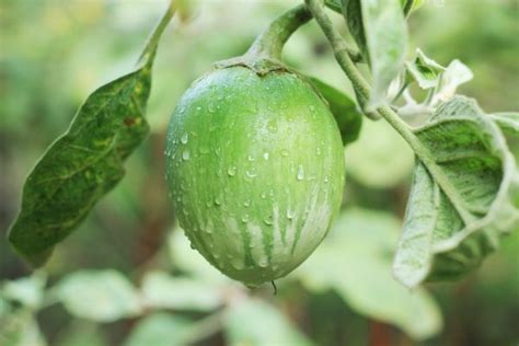 Pianta Delle Uova Solanum Melongena