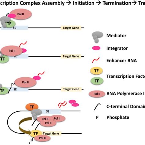 Rna Polymerase Ii Transfer Model Depicted Are Steps Involved In The