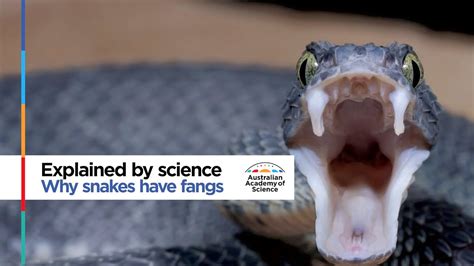 Why Do Snakes Have Fangs Youtube