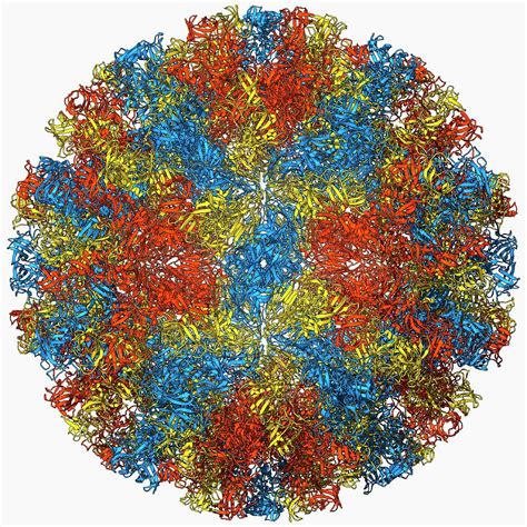 Norwalk Virus Capsid Photograph By Laguna Design Science Photo Library