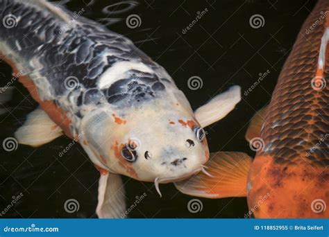 Os Peixes Vermelhos Brilhantes De Koi Nadam Em Uma Lagoa Em Um