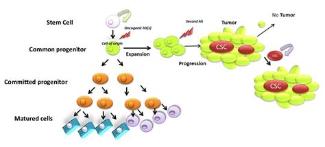 Pathophysiology of Acute Lymphoblastic Leukemia | IntechOpen