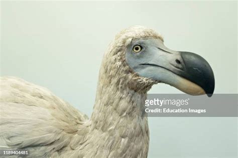 Bird Museum Photos and Premium High Res Pictures - Getty Images