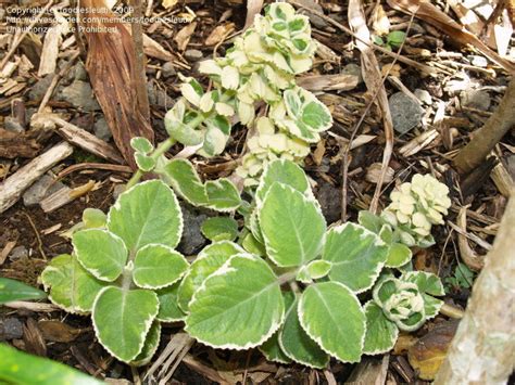 Plantfiles Pictures Plectranthus Indian Borage Spanish Thyme