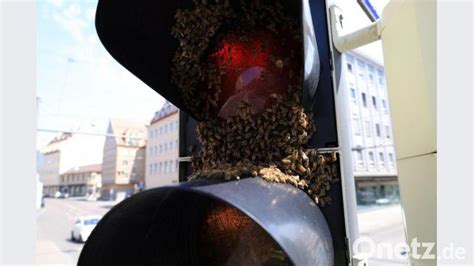 Bienenvolk L Sst Sich An Ampel Nieder Feuerwehreinsatz Onetz