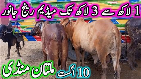 Multan Cow Mandi Fresh Latest Update Today 10 08 2024 Cholistani