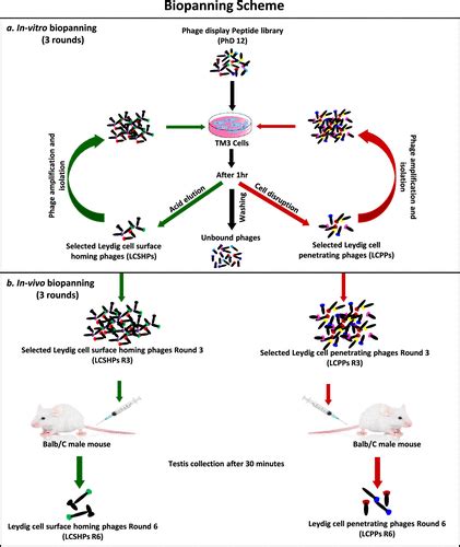 Phage Display Identified Novel Leydig Cell Homing Peptides For