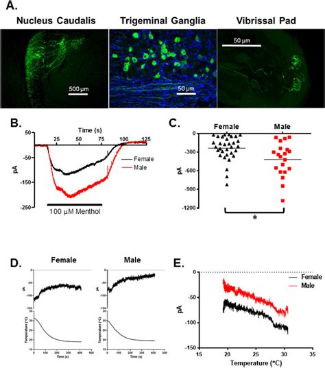 Trpm8 Expression And Function In Trg Neurons A Distribution Of Trpm8