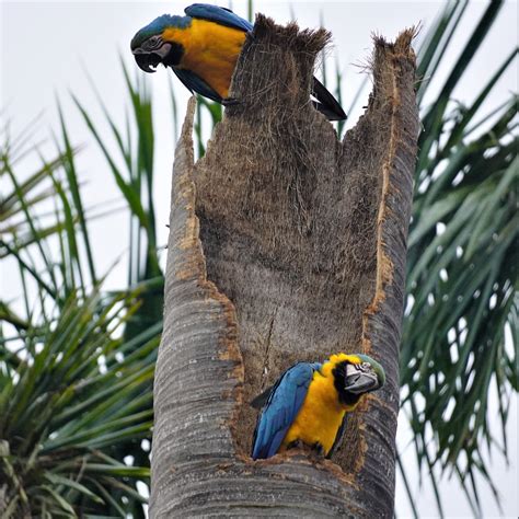 Miami Exotics Tour 2024 Tropical Audubon Bird Board