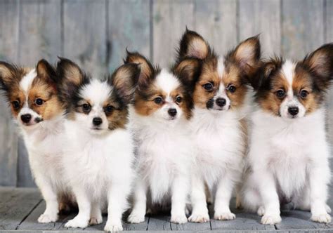 Papillon Dog Characteristics Personality And Temperament Papillons