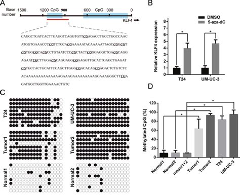 CRISPR-ON-Mediated KLF4 overexpression inhibits the proliferation ... 