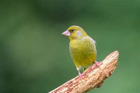 British Finches An Identification Guide Happy Beaks Blog