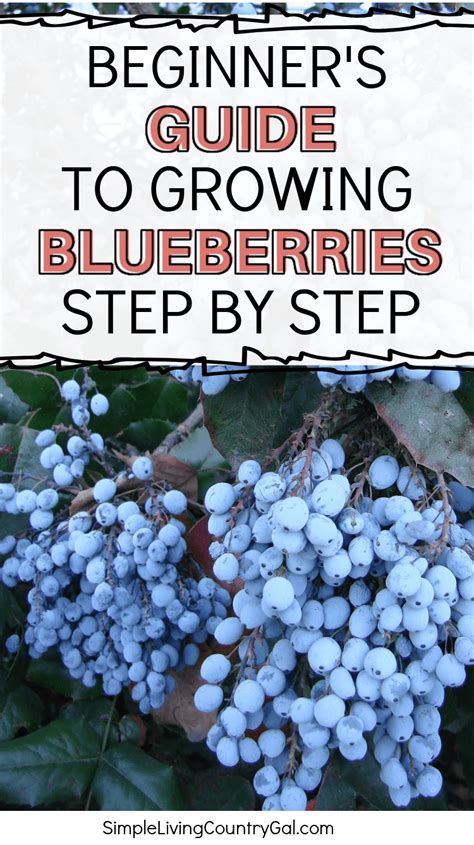 How To Grow Blueberries For Beginners In Blueberry Gardening