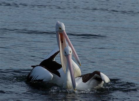 Pelican Couple Happy Free Image Download