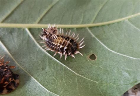 Possibly Tortoise Beetle larvae from South Africa - What's That Bug?