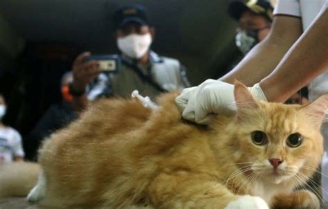 Cegah Rabies Jakpus Gelar Layanan Sterilisasi Kucing