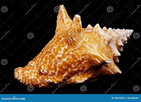 conch shell  black stock photo image  shell spiral