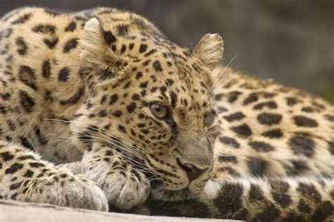 Amur Leopard Oregon Zoo