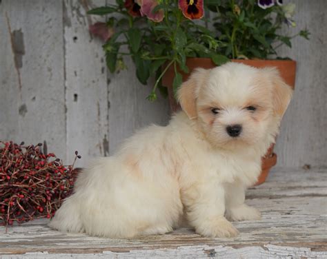 Shih Tzu Puppy For Sale Millersburg Oh Male Duramax Sold Ac Puppies Llc