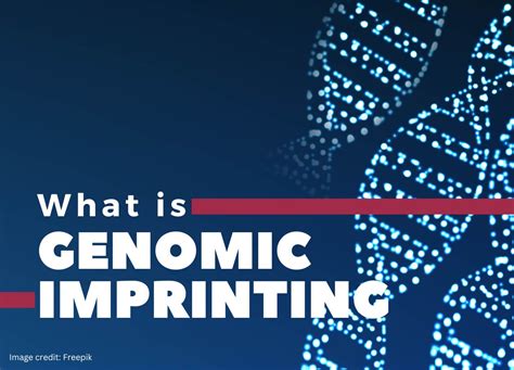 The Molecular Mechanism Of Genomic Imprinting Genetic Education