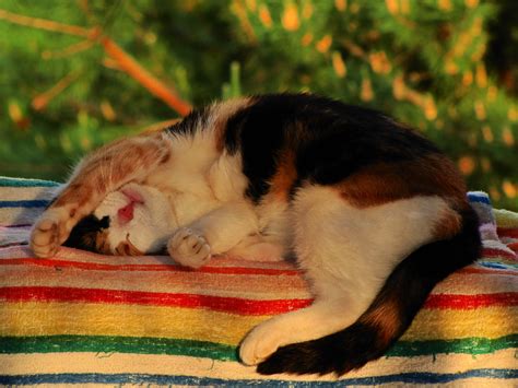 Calico Cat On Stripe Towel Hd Wallpaper Wallpaper Flare