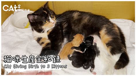 CAts貓貓們貓咪生產 孕貓 接生小貓kittenbath birthstory birthsupport YouTube