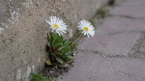 Florescer Em Tempos De Incerteza Mission Rias Ssps Brasil